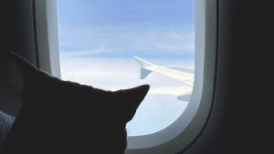 New IATA Guidelines Enhance In-Cabin Pet Travel Experience