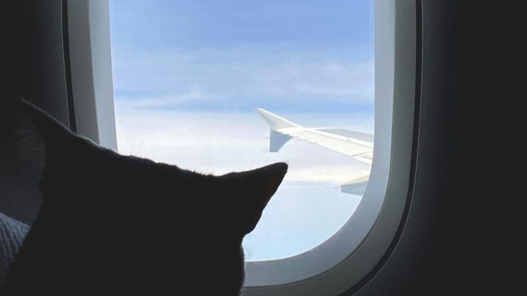 New IATA Guidelines Enhance In-Cabin Pet Travel Experience