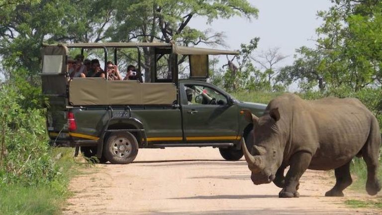 Kruger National Park Recovery Efforts Show Significant Progress